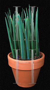 Picture of Sansevieria fischeri 