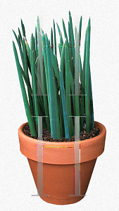 Picture of Sansevieria fischeri 