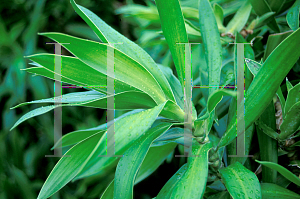 Picture of Dracaena reflexa 