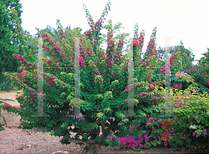 Picture of Bougainvillea  'Pink Pixie'