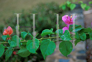 Picture of Bougainvillea  'Tropical Bouquet'