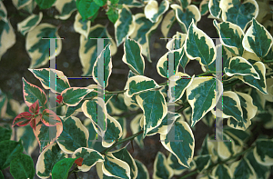 Picture of Bougainvillea  'Raspberry Ice'