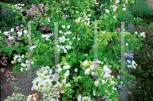 Picture of Bougainvillea  'White'