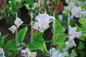 Picture of Bougainvillea  'White'