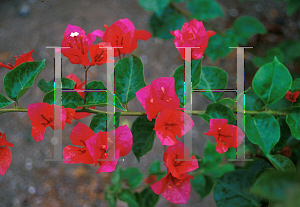 Picture of Bougainvillea  'Orange Fiesta'