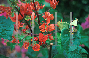 Picture of Bougainvillea  'Orange Fiesta'