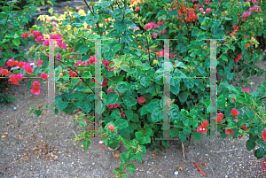 Picture of Bougainvillea  'Orange Fiesta'