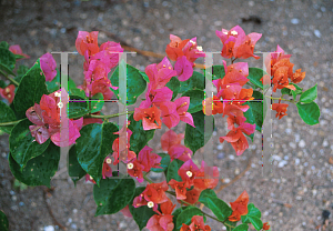 Picture of Bougainvillea  'Alabama Sunset'