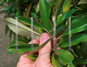 Picture of Capparis cynophallophora 