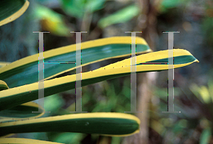 Picture of Aechmea nudicaulis 'Alba'