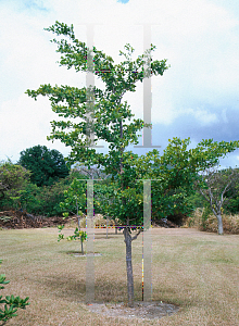 Picture of Bucida buceras 