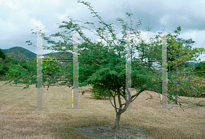 Picture of Caesalpinia coriaria 