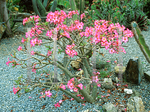 Picture of Adenium obesum 