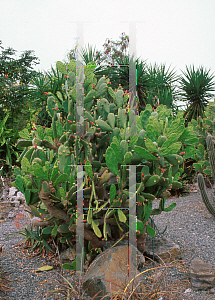 Picture of Opuntia cochenillifera 