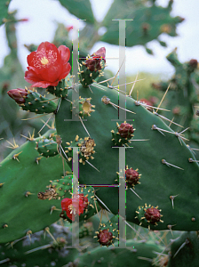 Picture of Opuntia cochenillifera 