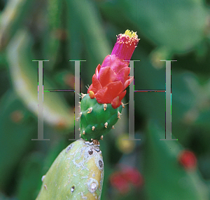 Picture of Opuntia cochenillifera 