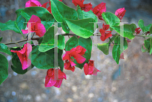 Picture of Bougainvillea  'Barbara Karst'