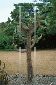 Picture of Opuntia macracantha 