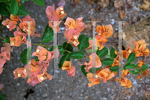 Picture of Bougainvillea  'Yellow'