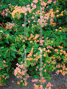 Picture of Bougainvillea  'Yellow'