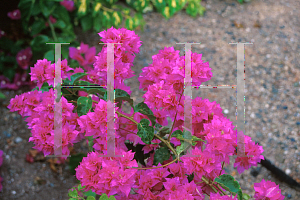 Picture of Bougainvillea  'Double Pink'