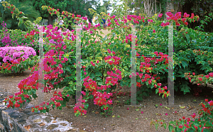 Picture of Bougainvillea  'Scarlet O'Hara'