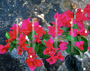 Picture of Bougainvillea  'Scarlet O'Hara'