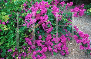 Picture of Bougainvillea  'Double Pink'