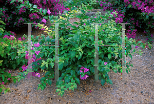 Picture of Bougainvillea  'Cruzan Gardens'