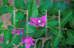 Picture of Bougainvillea  'Cruzan Gardens'