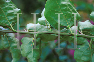 Picture of Bougainvillea spp. 