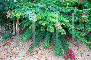 Picture of Bougainvillea  'La Jolla'