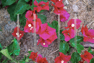 Picture of Bougainvillea  'La Jolla'