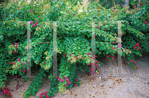 Picture of Bougainvillea  'Juanita Hatten'