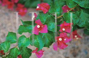 Picture of Bougainvillea  'Juanita Hatten'