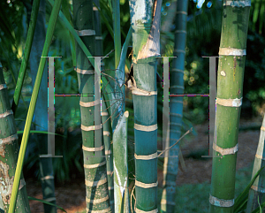 Picture of Chrysalidocarpus cabadae 