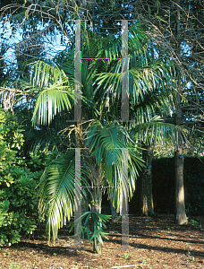 Picture of Syagrus schizophylla 