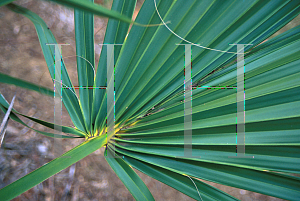 Picture of Sabal parviflora 