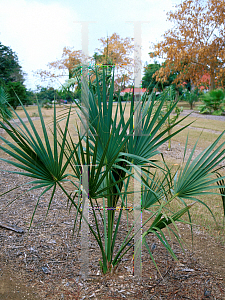 Picture of Sabal parviflora 