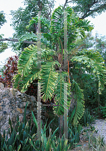 Picture of Aiphanes caryotifolia 