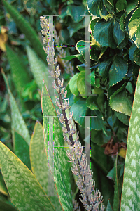 Picture of Sansevieria trifasciata 