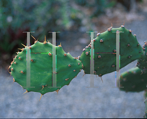 Picture of Opuntia boldingii 