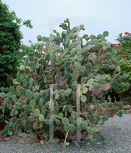 Picture of Opuntia boldingii 