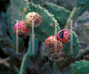 Picture of Opuntia boldingii 