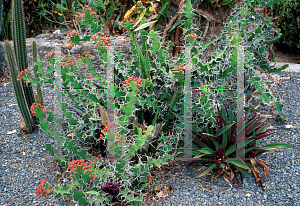 Picture of Euphorbia breviarticulata 