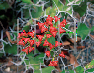 Picture of Euphorbia breviarticulata 