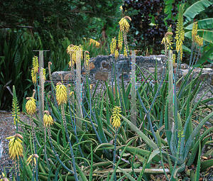 Picture of Aloe vulgaris 