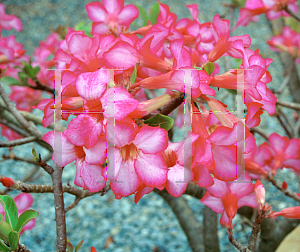 Picture of Adenium obesum 