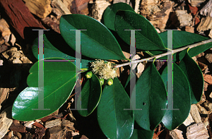 Picture of Psidium littorale var. longipes 