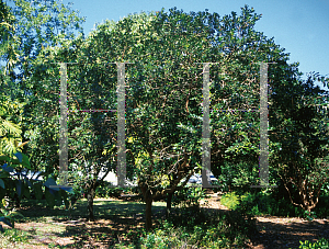 Picture of Psidium littorale var. longipes 